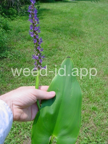 pickerelweed